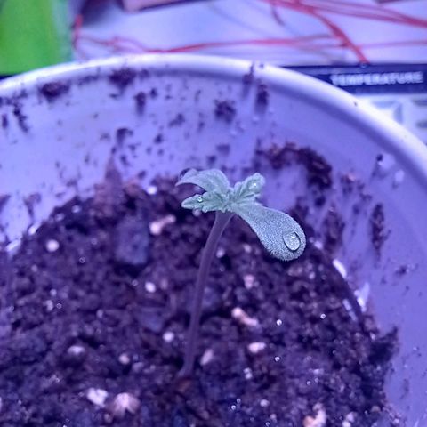 ChicaliWeed420 #1 growlog photo: Start stage vegatative