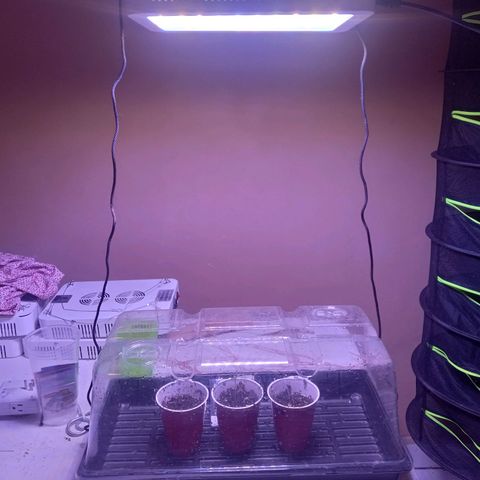 ChicaliWeed420 #1 growlog photo: Start stage vegatative