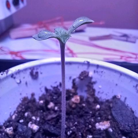 ChicaliWeed420 #1 growlog photo: Start stage vegatative