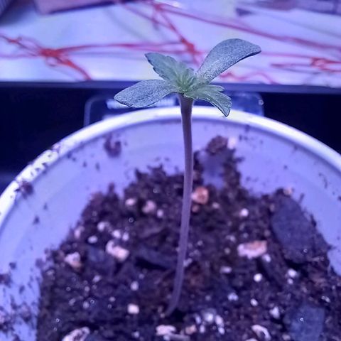 ChicaliWeed420 #1 growlog timeline photo