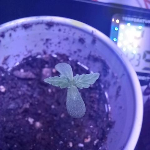 ChicaliWeed420 #1 growlog timeline photo