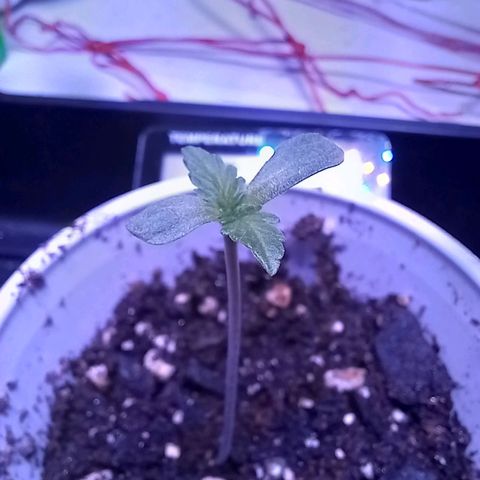 ChicaliWeed420 #1 growlog timeline photo