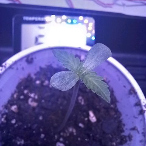ChicaliWeed420 #1 growlog timeline photo