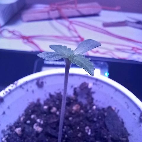 ChicaliWeed420 #1 growlog timeline photo