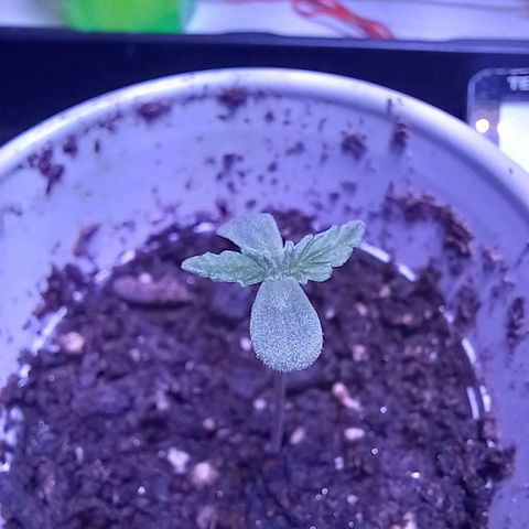 ChicaliWeed420 #1 growlog timeline photo