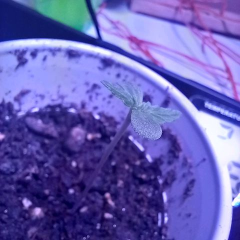 ChicaliWeed420 #1 growlog timeline photo