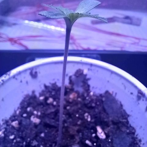 ChicaliWeed420 #1 growlog timeline photo
