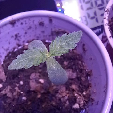 ChicaliWeed420 #1 growlog timeline photo