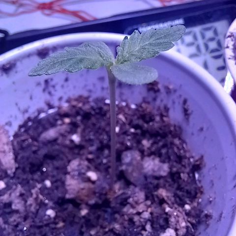 ChicaliWeed420 #1 growlog timeline photo
