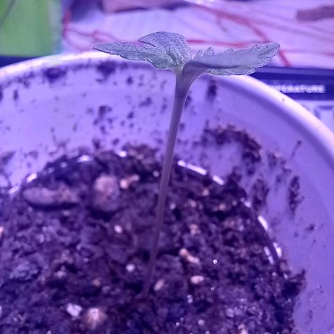 ChicaliWeed420 #1 growlog timeline photo