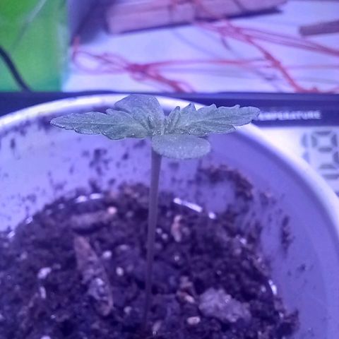 ChicaliWeed420 #1 growlog timeline photo
