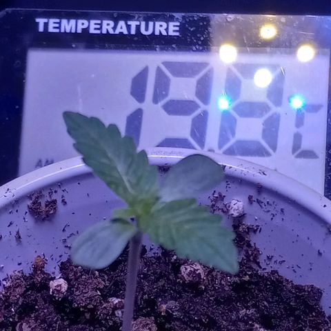 ChicaliWeed420 #1 growlog timeline photo