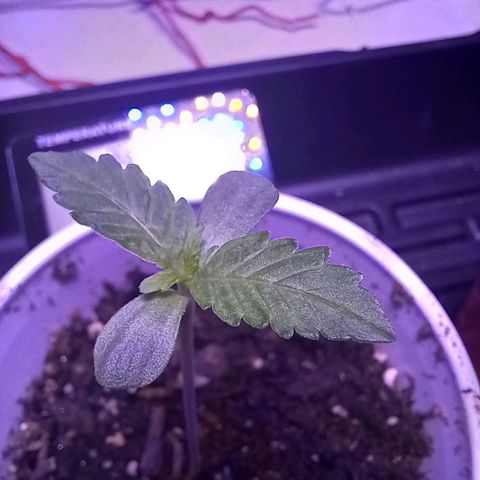 ChicaliWeed420 #1 growlog timeline photo