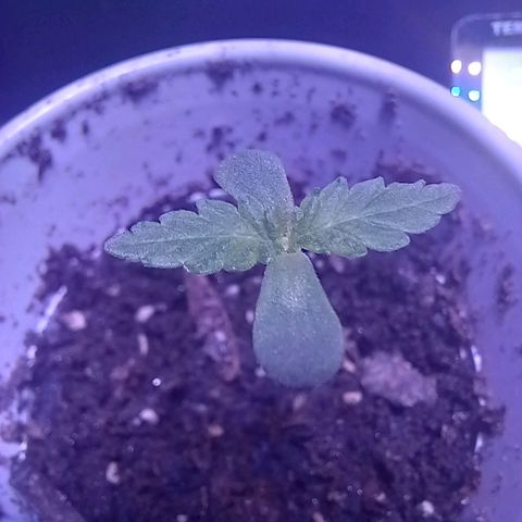 ChicaliWeed420 #1 growlog timeline photo