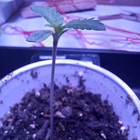 ChicaliWeed420 #1 growlog timeline photo
