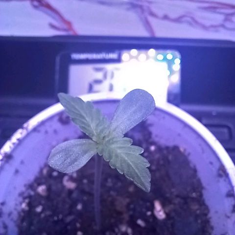ChicaliWeed420 #1 growlog timeline photo