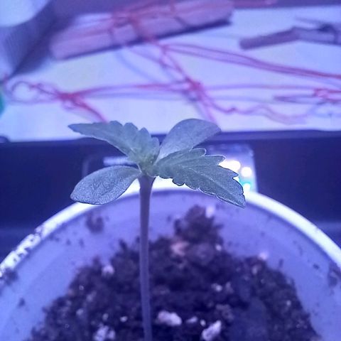 ChicaliWeed420 #1 growlog timeline photo