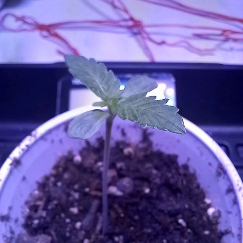 ChicaliWeed420 #1 growlog timeline photo