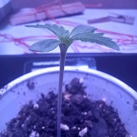 ChicaliWeed420 #1 growlog timeline photo