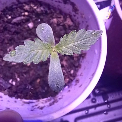 ChicaliWeed420 #1 growlog timeline photo