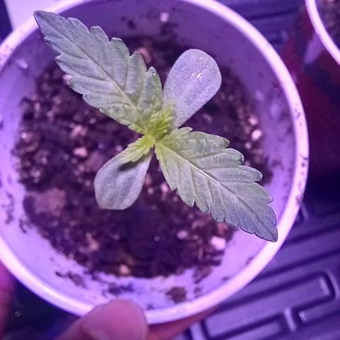 ChicaliWeed420 #1 growlog timeline photo
