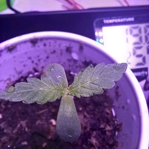 ChicaliWeed420 #1 growlog timeline photo