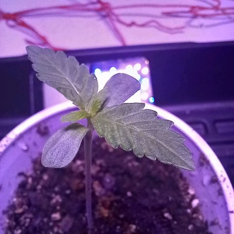 ChicaliWeed420 #1 growlog timeline photo