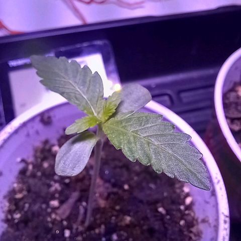 ChicaliWeed420 #1 growlog timeline photo