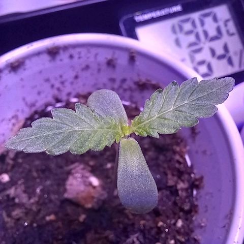 ChicaliWeed420 #1 growlog timeline photo