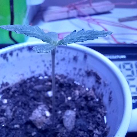ChicaliWeed420 #1 growlog timeline photo