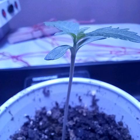 ChicaliWeed420 #1 growlog timeline photo