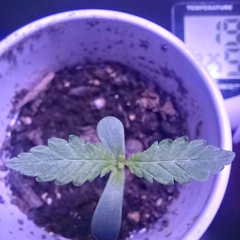 ChicaliWeed420 #1 growlog timeline photo