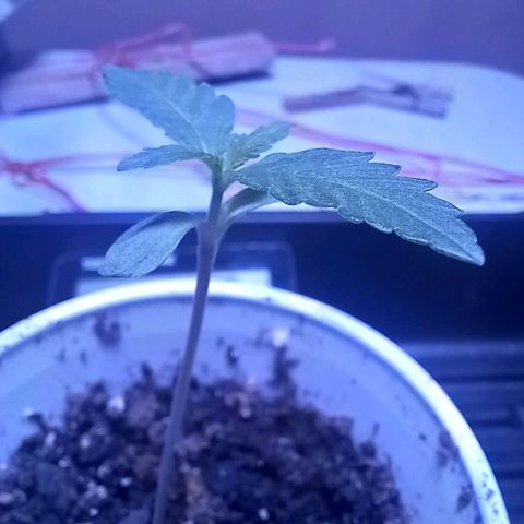 ChicaliWeed420 #1 growlog timeline photo