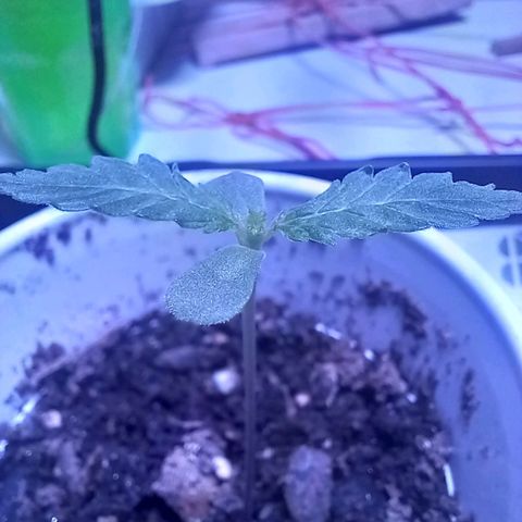 ChicaliWeed420 #1 growlog timeline photo