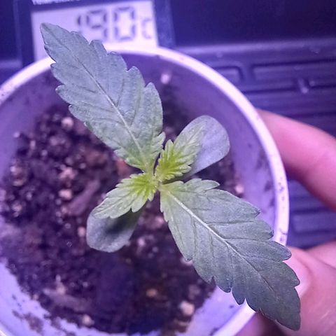 ChicaliWeed420 #1 growlog timeline photo