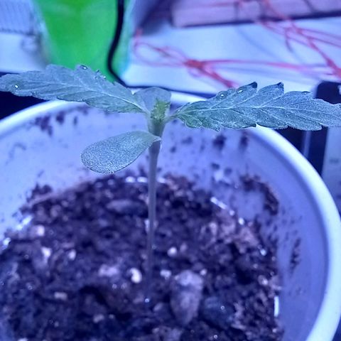 ChicaliWeed420 #1 growlog timeline photo