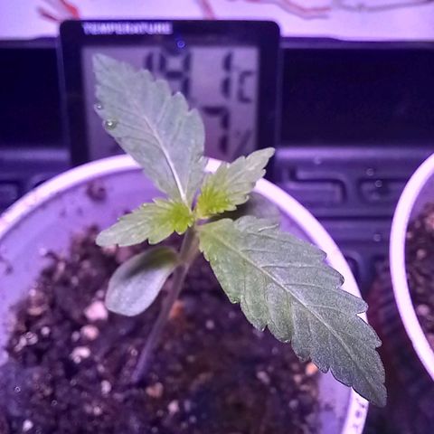ChicaliWeed420 #1 growlog timeline photo
