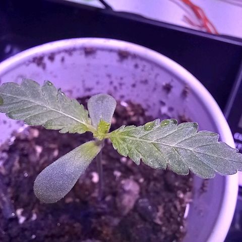ChicaliWeed420 #1 growlog timeline photo