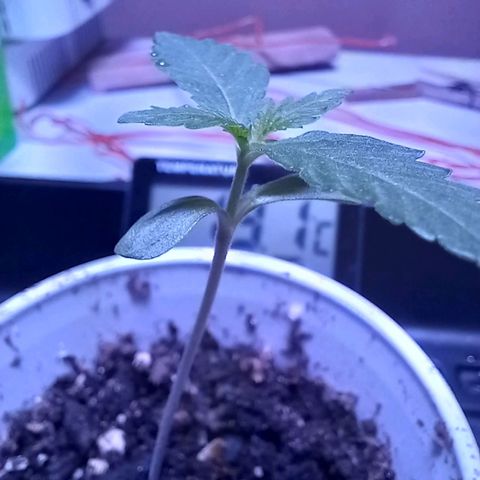 ChicaliWeed420 #1 growlog timeline photo