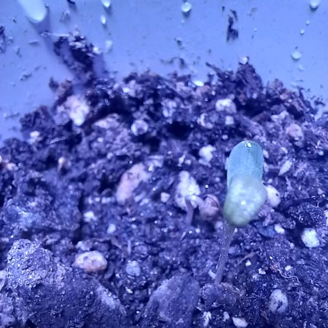 ChicaliWeed420 #1 growlog timeline photo