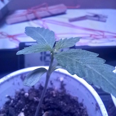 ChicaliWeed420 #1 growlog timeline photo
