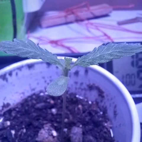 ChicaliWeed420 #1 growlog timeline photo
