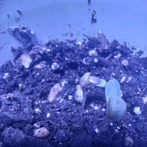 ChicaliWeed420 #1 growlog timeline photo