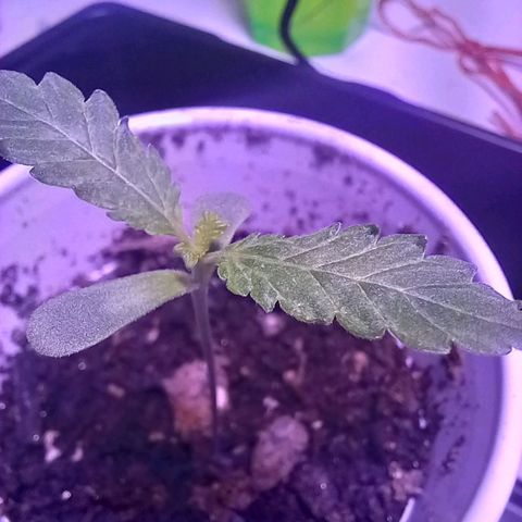 ChicaliWeed420 #1 growlog timeline photo