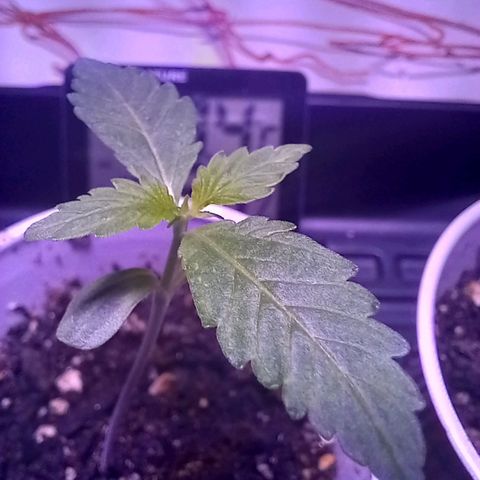 ChicaliWeed420 #1 growlog timeline photo