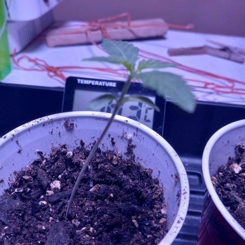 ChicaliWeed420 #1 growlog timeline photo