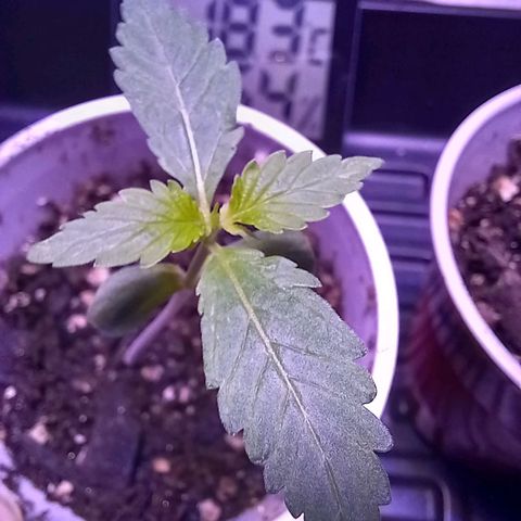 ChicaliWeed420 #1 growlog timeline photo