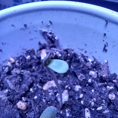 ChicaliWeed420 #1 growlog timeline photo