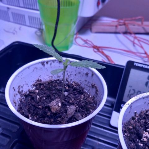 ChicaliWeed420 #1 growlog timeline photo
