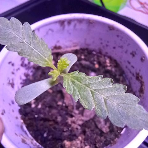 ChicaliWeed420 #1 growlog timeline photo